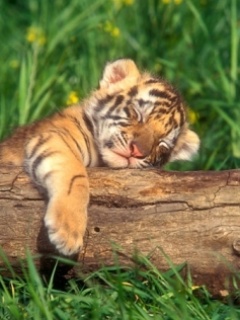 Baby Tiger Sleeping